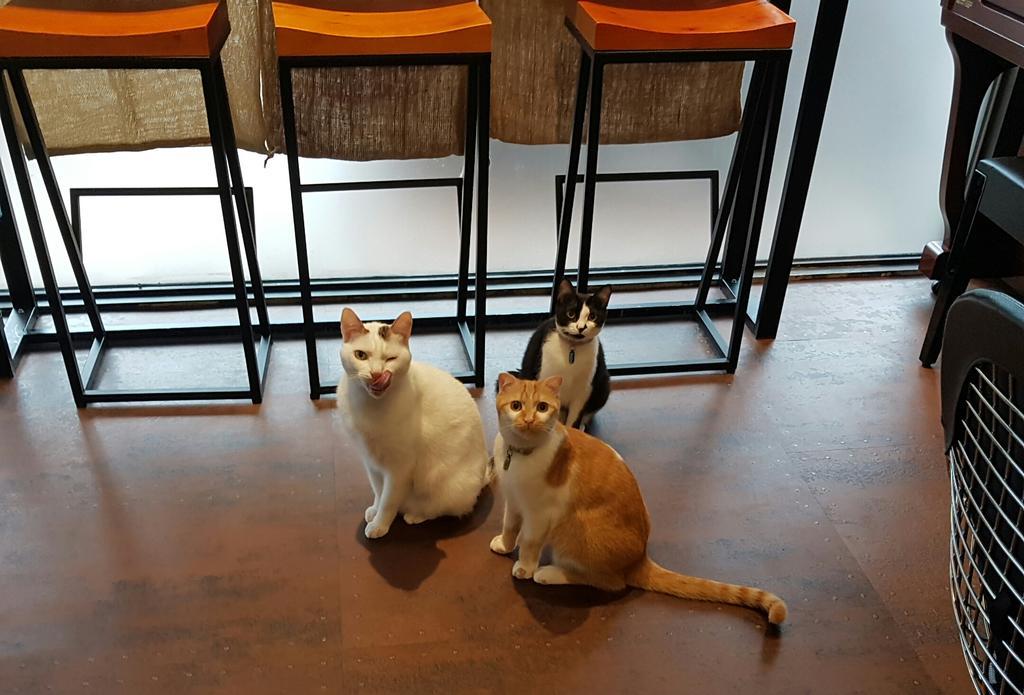 Meow G Cafe Hostel Hualien Exterior foto